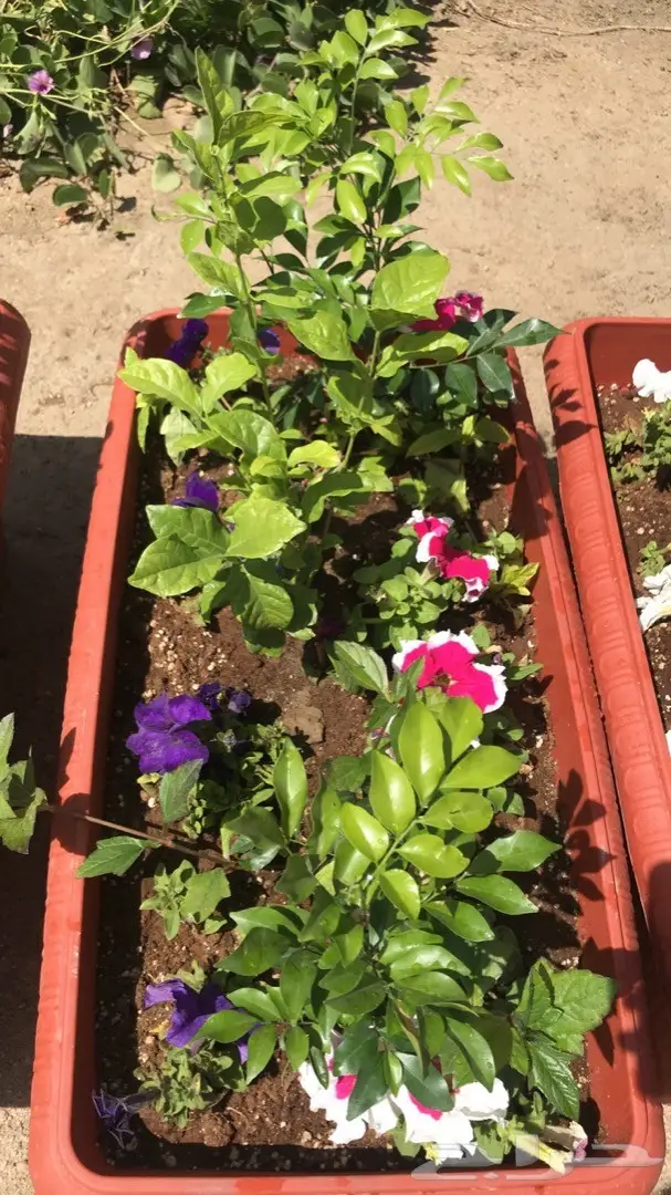 تنسيق حدائق وخدمات زراعية 16