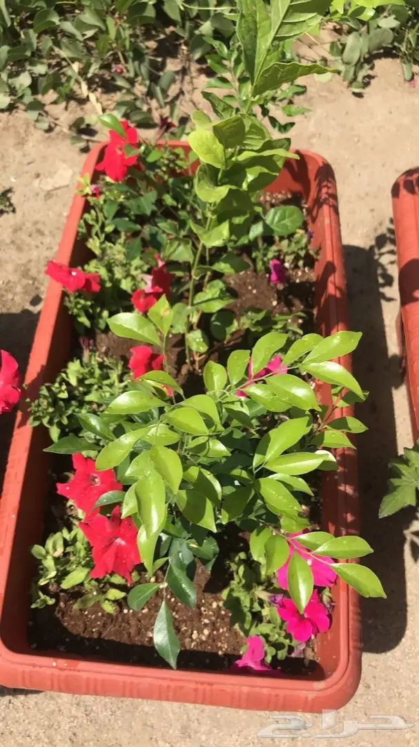 تنسيق حدائق وخدمات زراعية 17