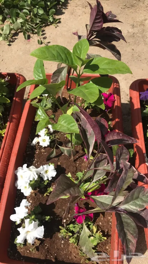 تنسيق حدائق وخدمات زراعية 18