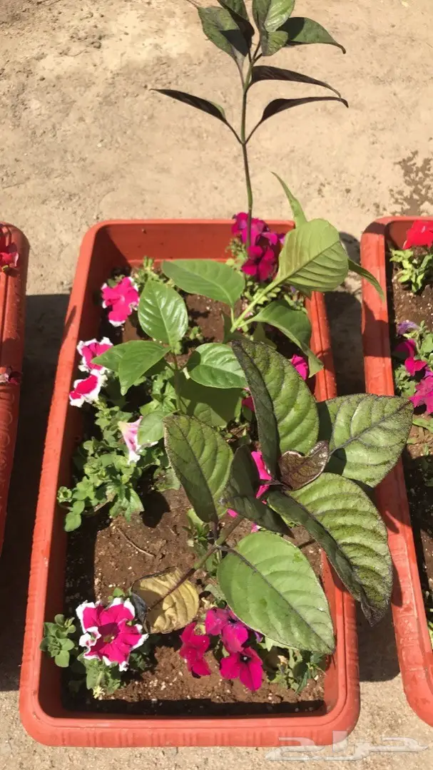 تنسيق حدائق وخدمات زراعية 19