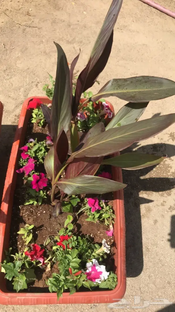 تنسيق حدائق وخدمات زراعية 20