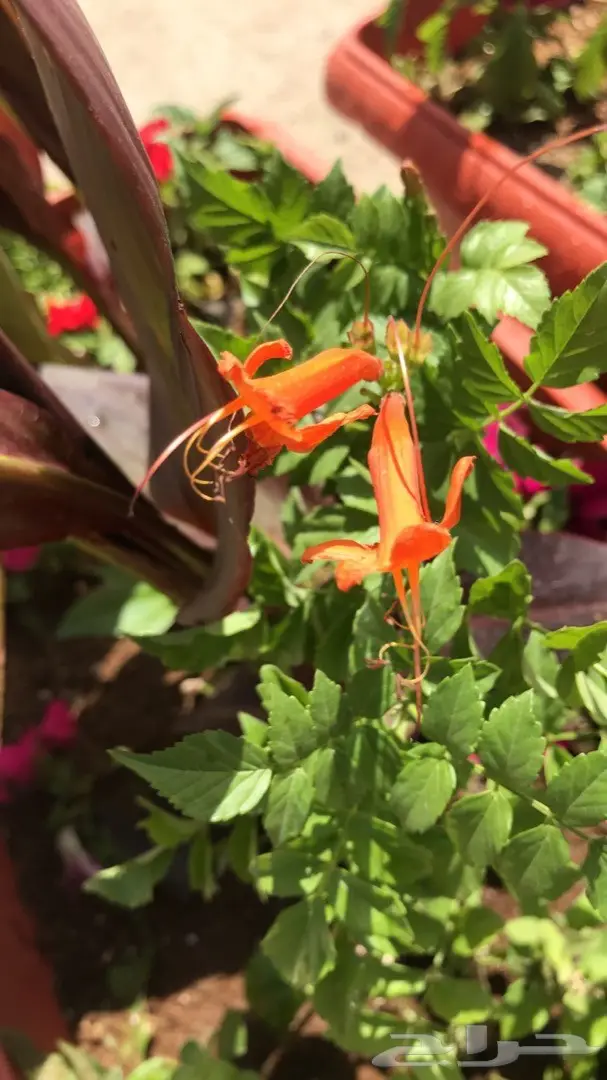 تنسيق حدائق وخدمات زراعية 21