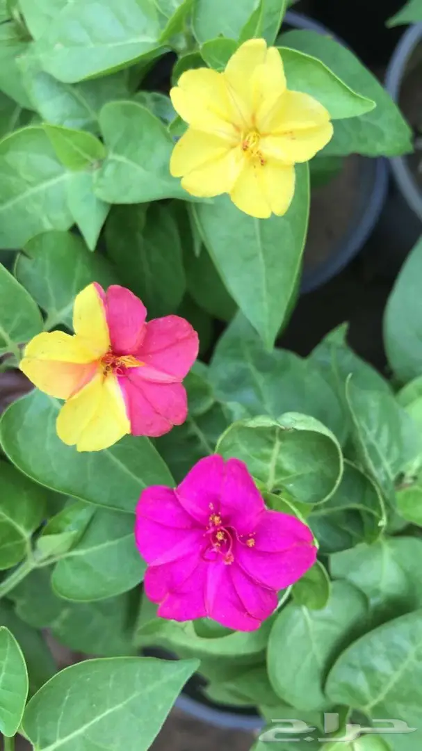 تنسيق حدائق وخدمات زراعية 22