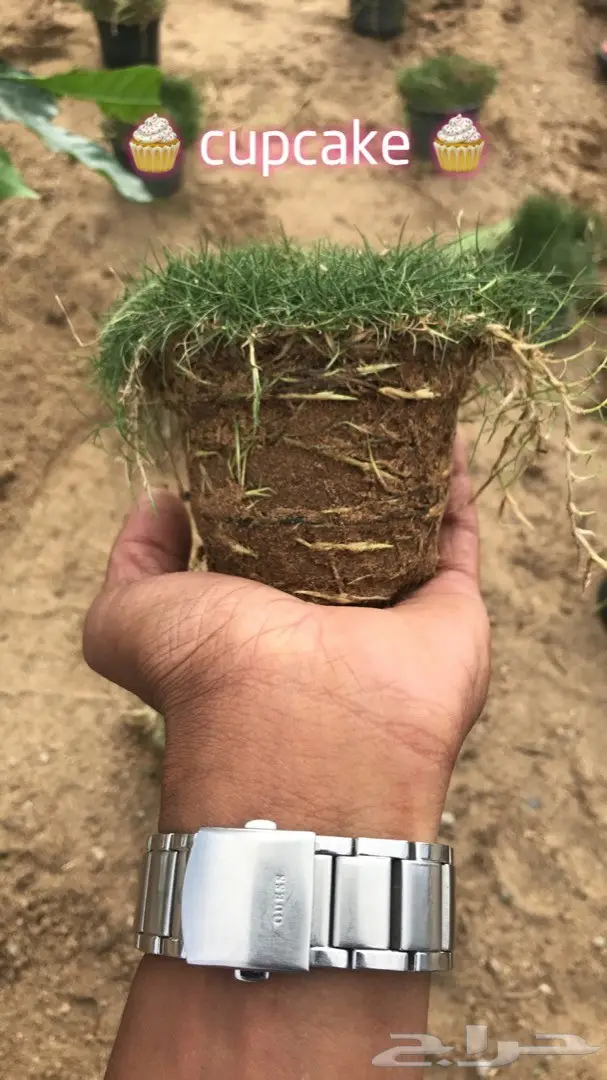 تنسيق حدائق وخدمات زراعية 23