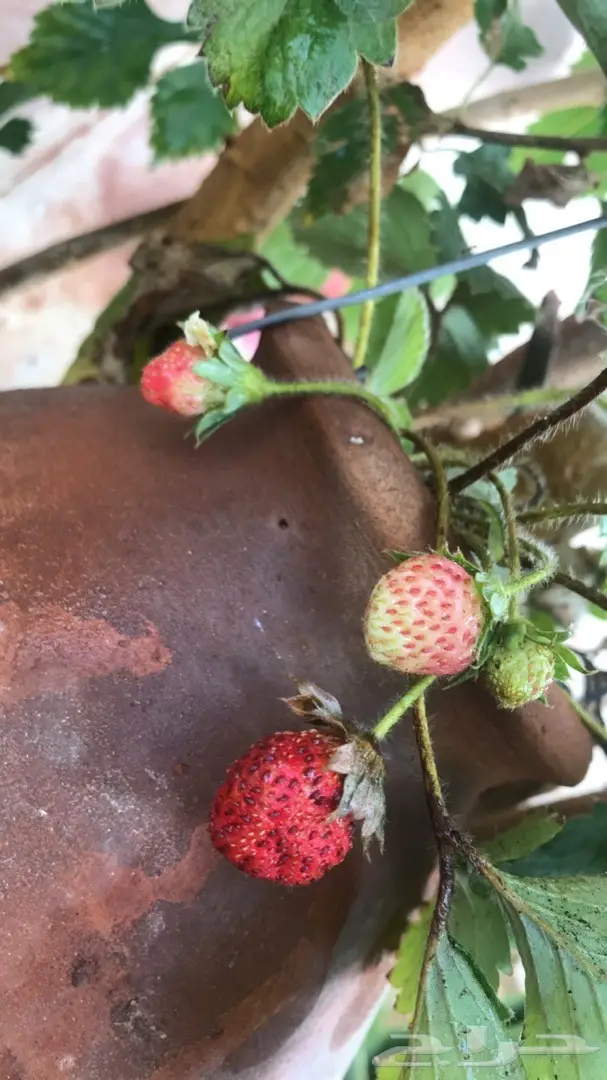 تنسيق حدائق وخدمات زراعية 24