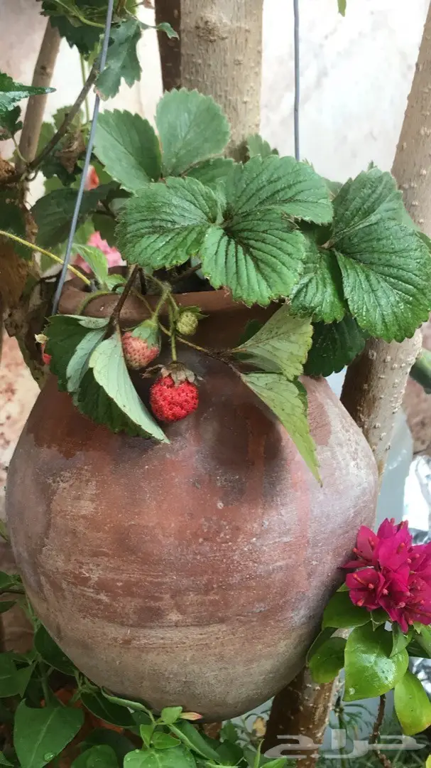 تنسيق حدائق وخدمات زراعية 25