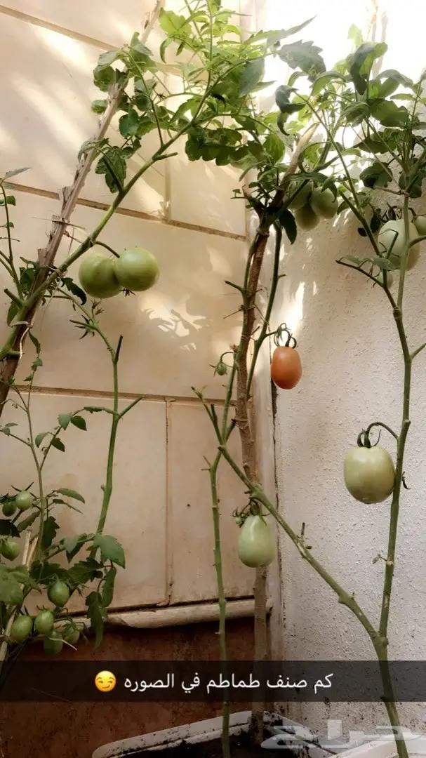 تنسيق حدائق وخدمات زراعية 26