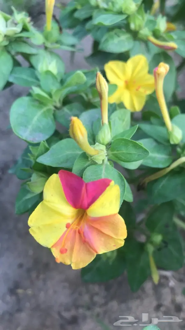 تنسيق حدائق وخدمات زراعية 27