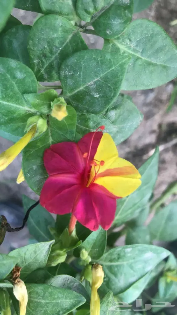 تنسيق حدائق وخدمات زراعية 28