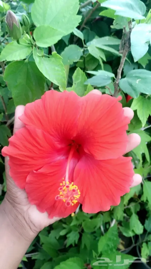 تنسيق حدائق وخدمات زراعية 29