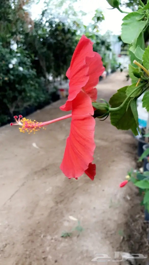 تنسيق حدائق وخدمات زراعية 30