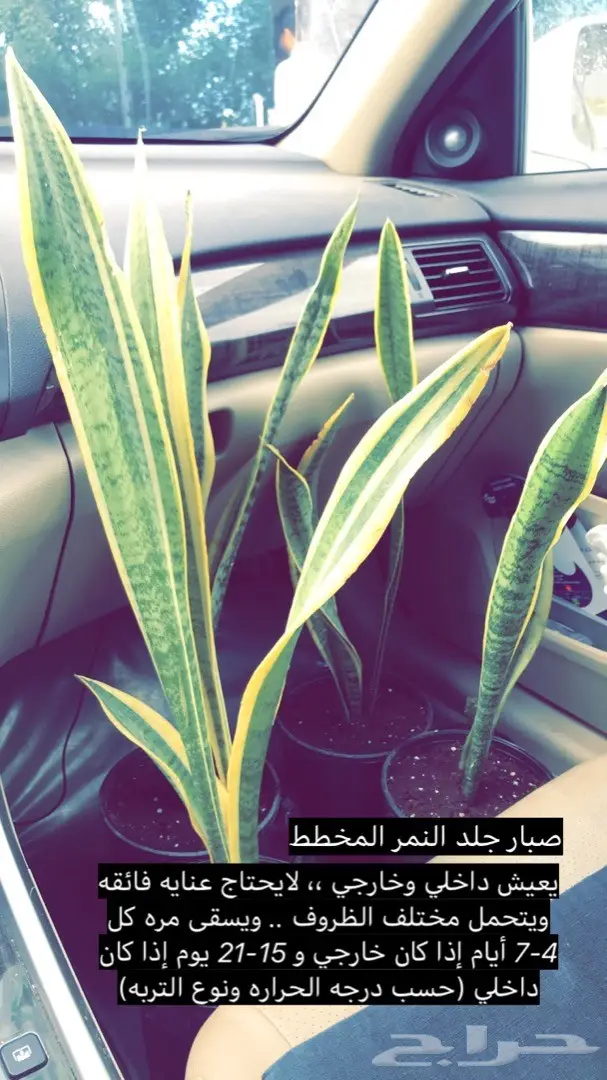 تنسيق حدائق وخدمات زراعية 32