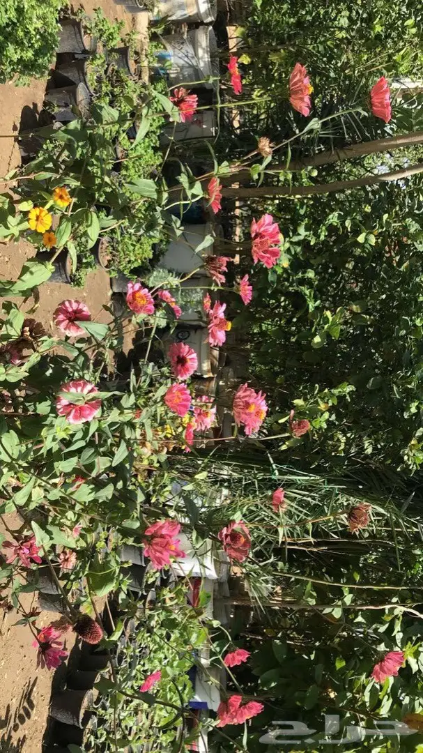 تنسيق حدائق وخدمات زراعية 33