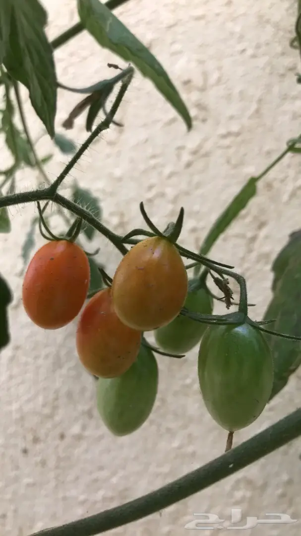 تنسيق حدائق وخدمات زراعية 34