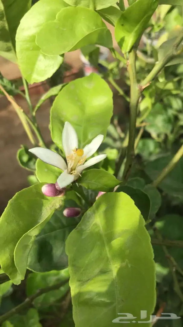 تنسيق حدائق وخدمات زراعية 44