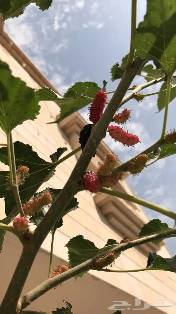 تنسيق حدائق وخدمات زراعية 45