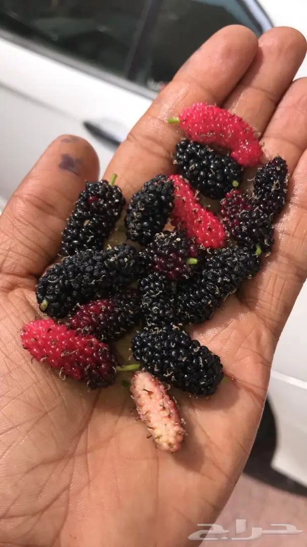 تنسيق حدائق وخدمات زراعية 46