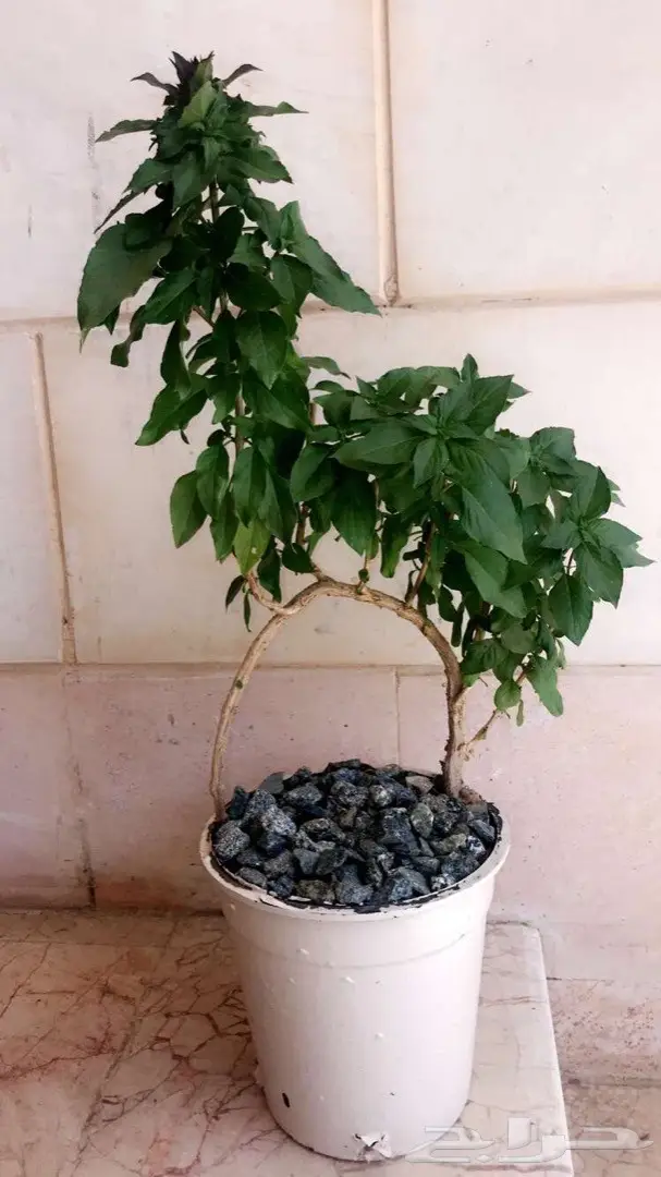 تنسيق حدائق وخدمات زراعية 47