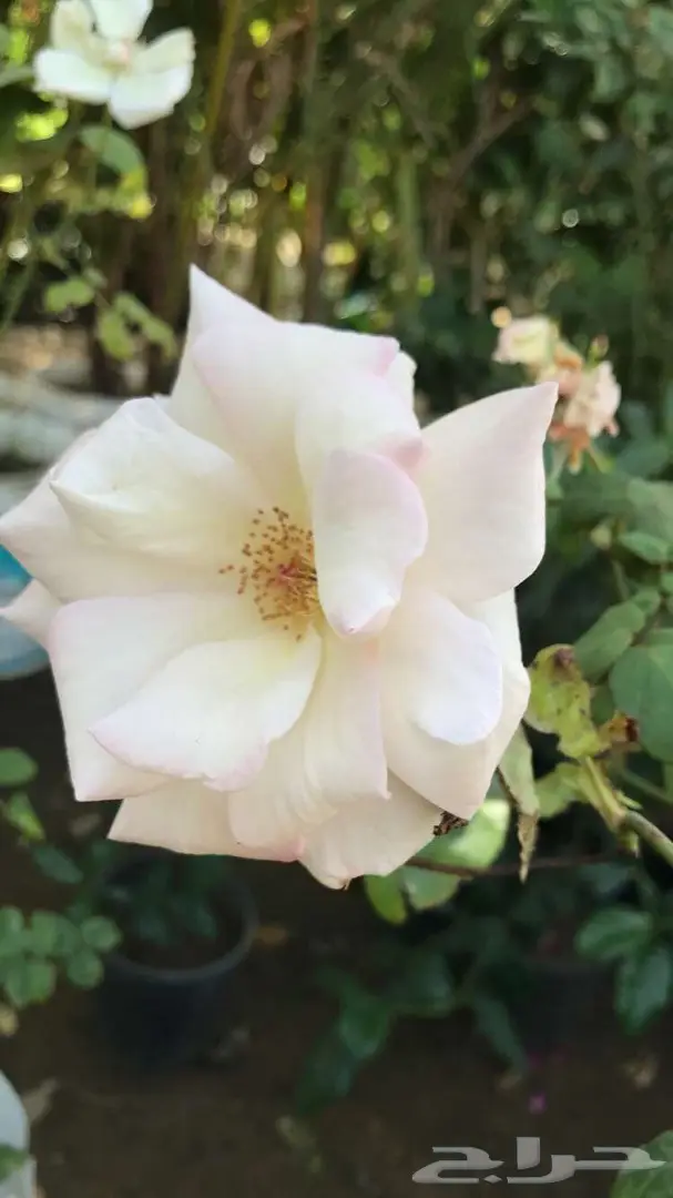 تنسيق حدائق وخدمات زراعية 48