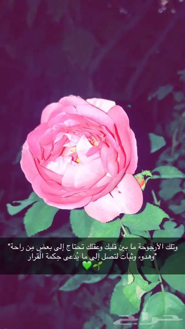 تنسيق حدائق وخدمات زراعية 49