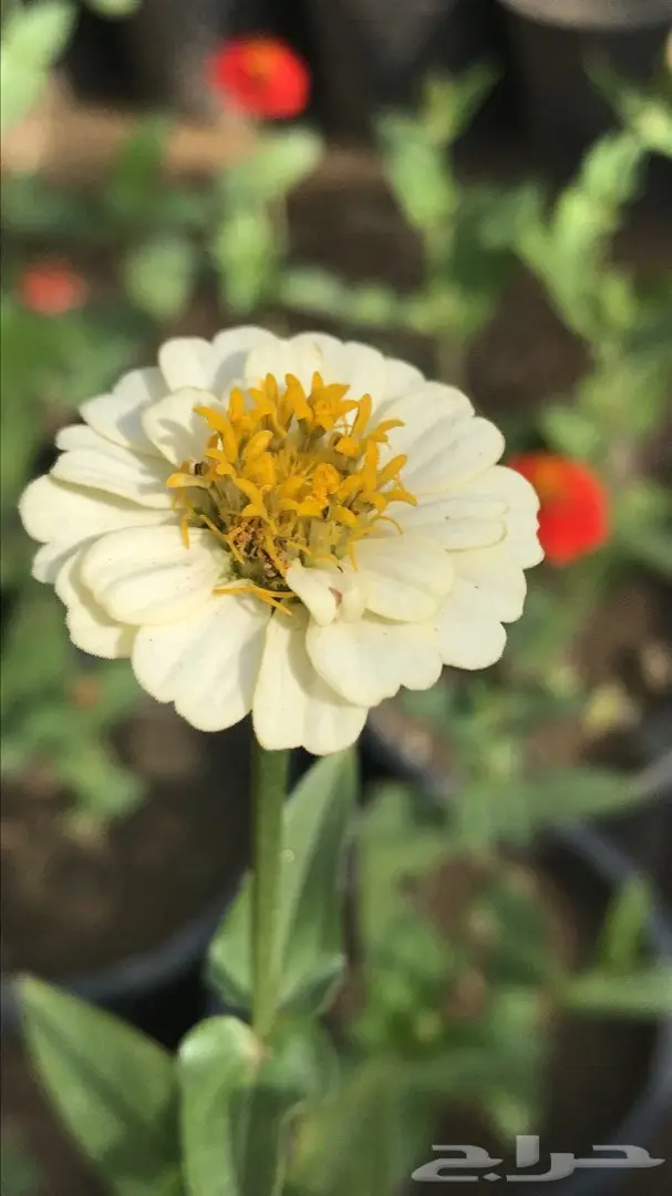 تنسيق حدائق وخدمات زراعية 50