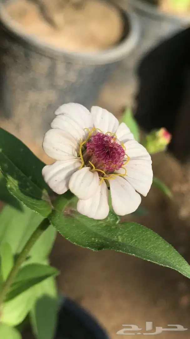 تنسيق حدائق وخدمات زراعية 51