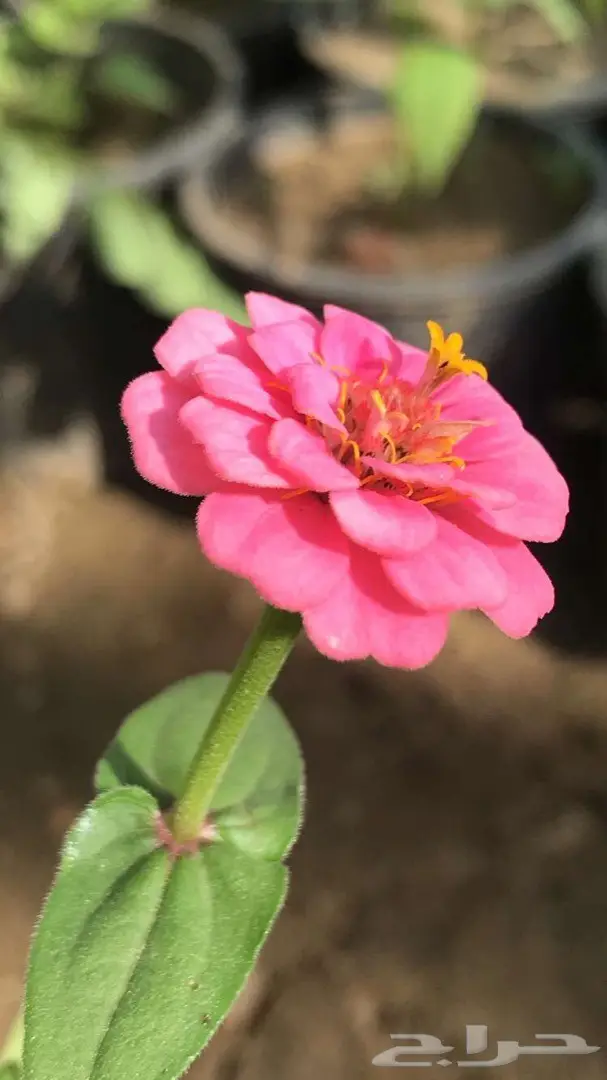 تنسيق حدائق وخدمات زراعية 52