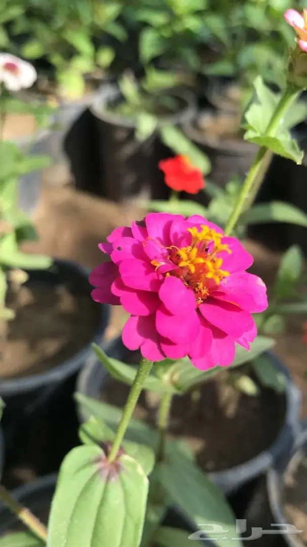 تنسيق حدائق وخدمات زراعية 53