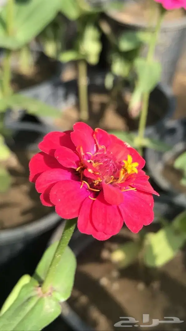 تنسيق حدائق وخدمات زراعية 54