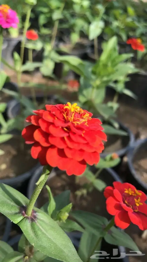 تنسيق حدائق وخدمات زراعية 55