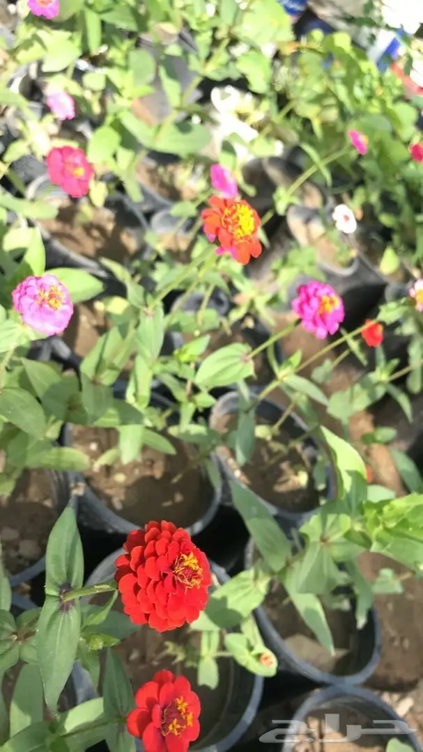 تنسيق حدائق وخدمات زراعية 57