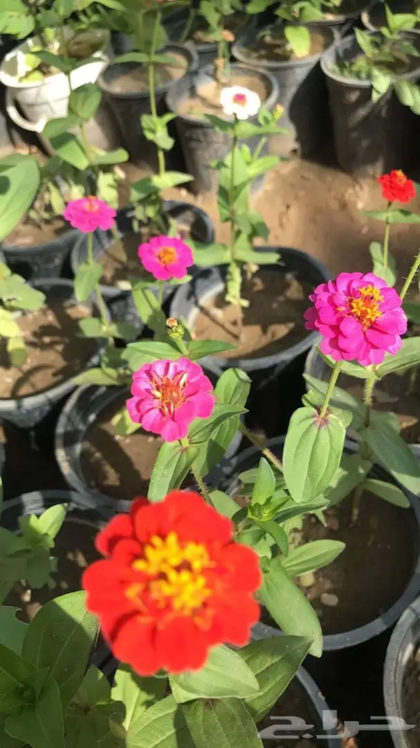 تنسيق حدائق وخدمات زراعية 58