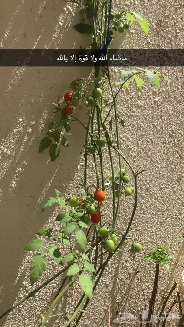 تنسيق حدائق وخدمات زراعية 59