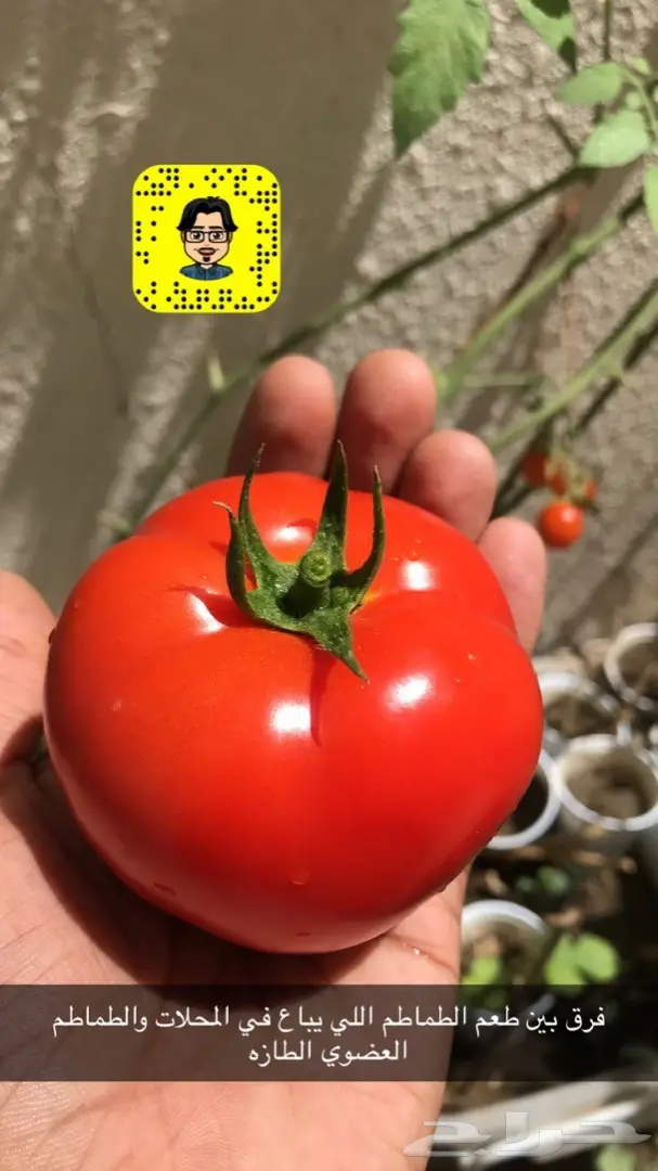 تنسيق حدائق وخدمات زراعية 60