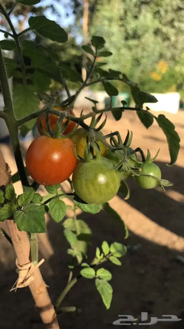 تنسيق حدائق وخدمات زراعية 61