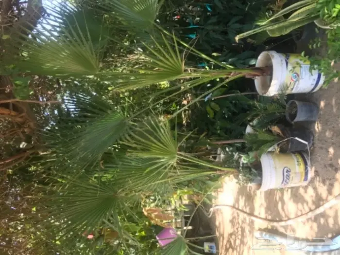 تنسيق حدائق وخدمات زراعية 36