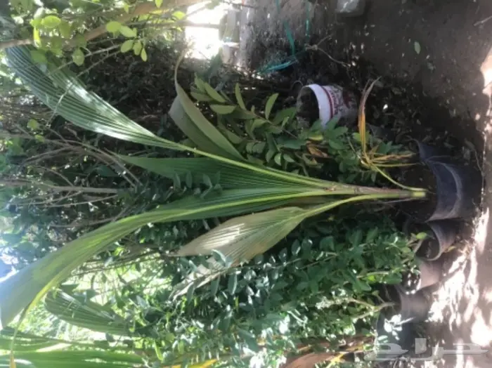 تنسيق حدائق وخدمات زراعية 37