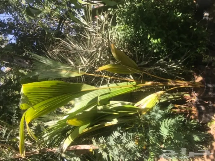 تنسيق حدائق وخدمات زراعية 38