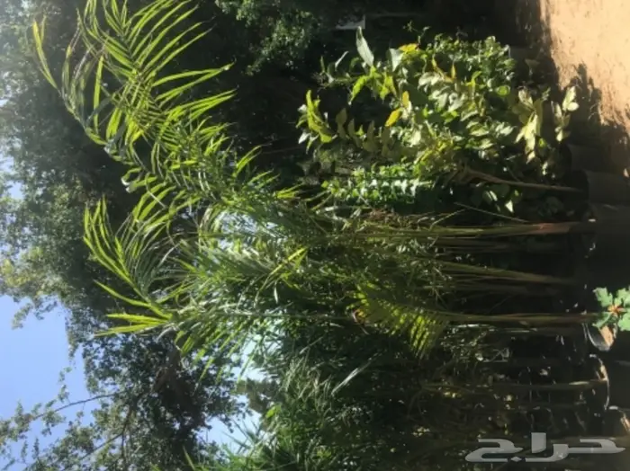 تنسيق حدائق وخدمات زراعية 39