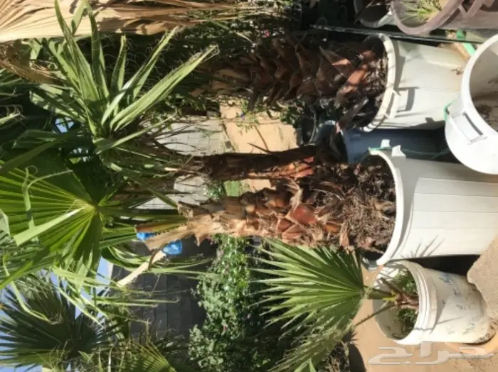 تنسيق حدائق وخدمات زراعية 40