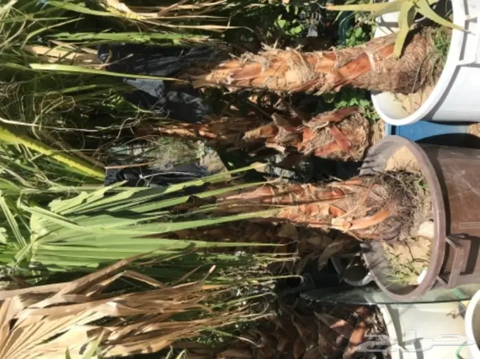 تنسيق حدائق وخدمات زراعية 41