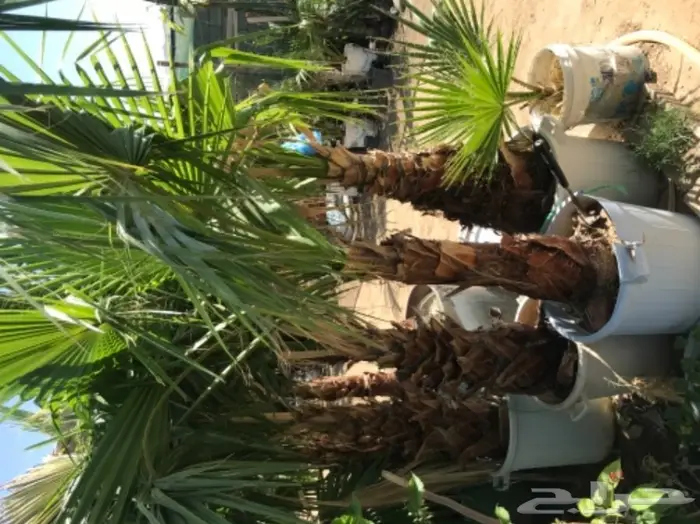 تنسيق حدائق وخدمات زراعية 42