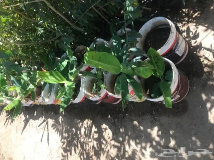 تنسيق حدائق وخدمات زراعية 43