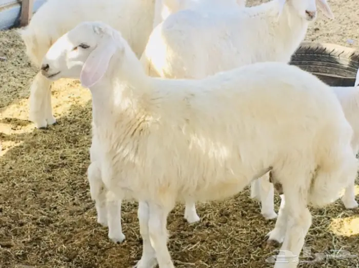 ذبايح واصله الى منزلك 18