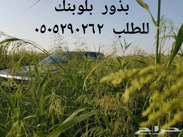 للبيع بذور بلوبنك مجربه وصافيه جدا .. 0