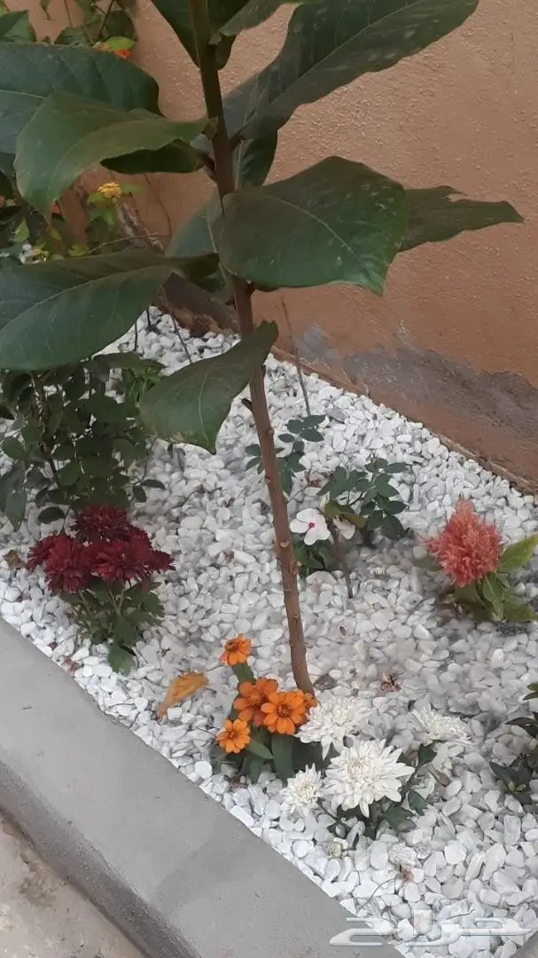 بحص فرشه ممتاز جدا ومناسب للجلسات11 1