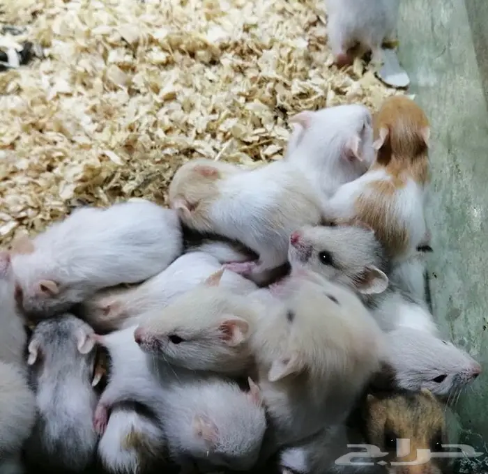 قطط هامستر طيورالحب  2