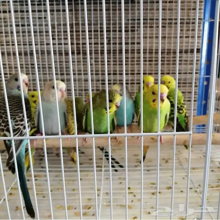 قطط هامستر طيورالحب  3