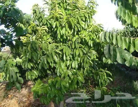شجرة الجرافيولا النادره وفؤائدها Graviola 2
