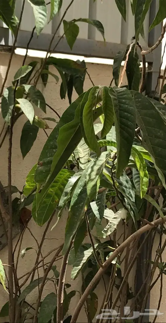 شجرة الجرافيولا النادره وفؤائدها Graviola 0